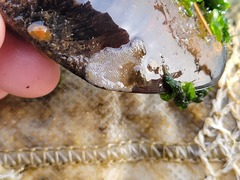 Membranipora membranacea