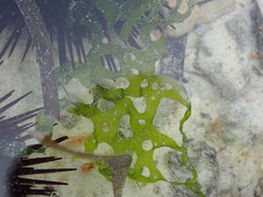 Ulvophyceae