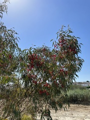Eucalyptus camaldulensis