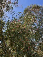 Eucalyptus camaldulensis