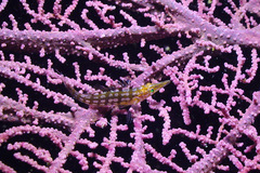 Oxycirrhites typus