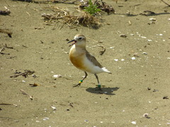 Charadrius obscurus