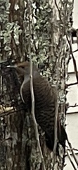 Colaptes