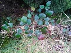 Rubus hochstetterorum