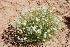 Lepidium montanum