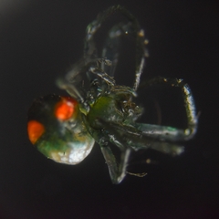 Leucauge