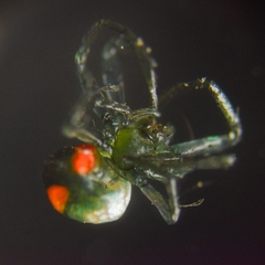 Leucauge