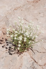 Lepidium montanum