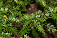 Weinmannia trichosperma