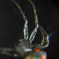 Leucauge