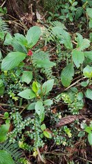 Glossoloma ichthyoderma