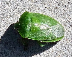 Nezara viridula