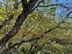 Aesculus californica