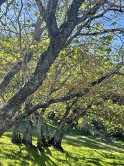 Aesculus californica