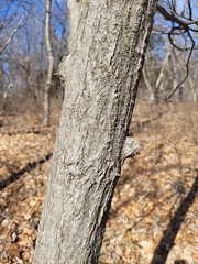 Carpinus caroliniana