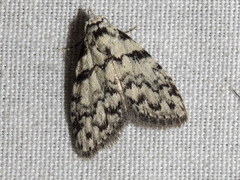 Nola melanogramma