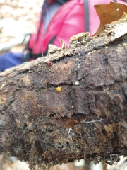 Oligonema schweinitzii