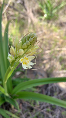 Toxicoscordion fremontii