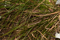 Carex dolichophylla
