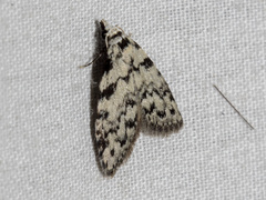 Nola melanogramma