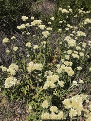 Pseudognaphalium biolettii