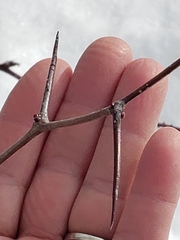 Crataegus macracantha