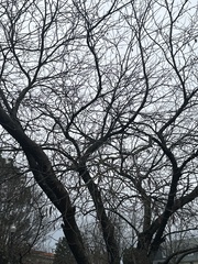 Platanus occidentalis