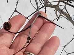 Crataegus macracantha