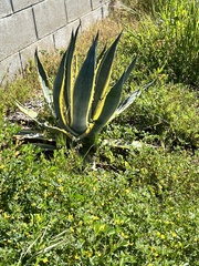 Agave americana