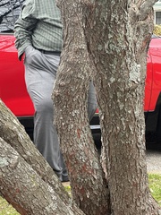 Platanus occidentalis