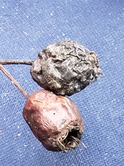 Crataegus macracantha