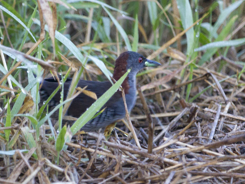 Gray-breasted Crake