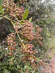 Cissus erosa