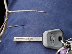 Crataegus macracantha