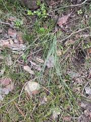 Tulbaghia