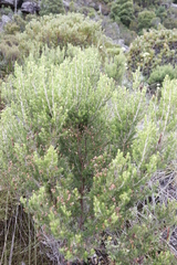 Erica triflora