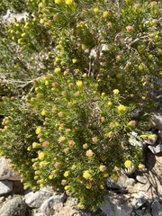 Peucephyllum schottii