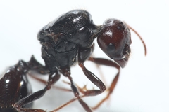 Messor barbarus