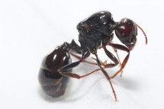 Messor barbarus