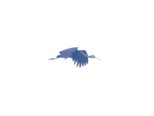 Limpkin
