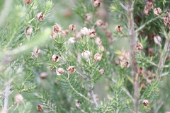 Erica triflora