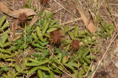 Acaena ovalifolia