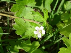 Geranium carolinianum