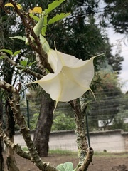 Brugmansia arborea