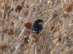 Spinus psaltria