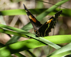 Tisiphone abeona albifascia