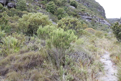 Erica triflora