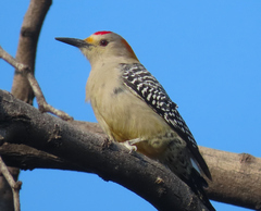 Melanerpes aurifrons