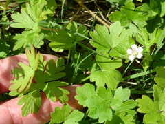 Geranium carolinianum