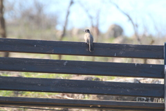 Pycnonotus xanthopygos